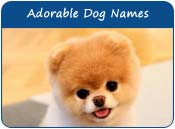 Adorable Dog Names
