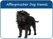 Affenpinscher Dog Names