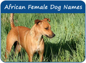 African Female Dog Names