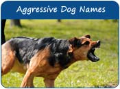 Aggressive Dog Names