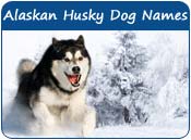 Alaskan Husky Dog Names