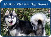Alaskan Klee Kai Dog Names