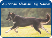American Alsatian Dog Names
