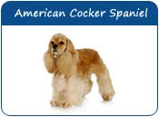 American Cocker Spaniel Dog Names