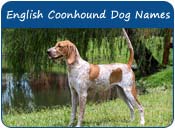 American English Coonhound Dog Names