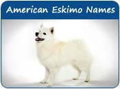 American Eskimo Dog Names