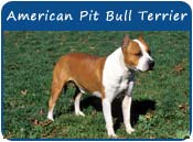 American Pit Bull Terrier Dog Names