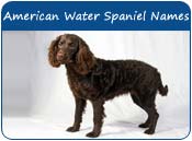American Water Spaniel Dog Names