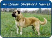 Anatolian Shepherd Dog Names