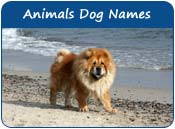 Animals Dog Names