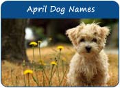 April Dog Names