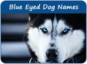 Blue-Eyed Dog Names