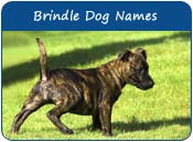Brindle Dog Names