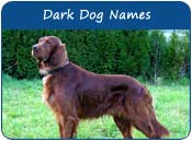 Dark Dog Names