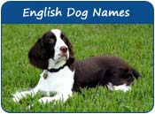 English Dog Names