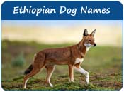 Ethiopian Dog Names