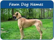 Fawn Dog Names