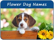 Flower Dog Names
