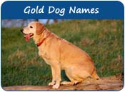Gold Dog Names