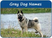 Gray Dog Names