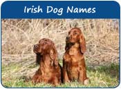 Irish Dog Names