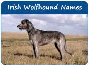 Irish Wolfhound Dog Names