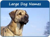 Large Dog Names
