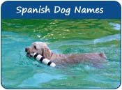 Spanish Dog Names