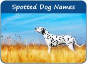 Spotted Dog Names