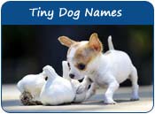 Tiny Dog Names