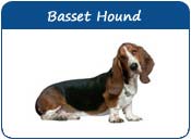 Basset Hound Dog Names
