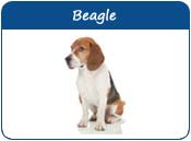 Beagle Names