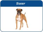 Boxer Names