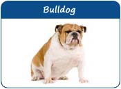 Bulldog Names